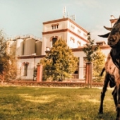 PIVOVAR VELKÉ POPOVICE : Kozel OLDA v pivovaru Velké Popovice