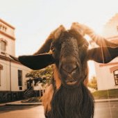 PIVOVAR VELKÉ POPOVICE : Kozel OLDA v pivovaru Velké Popovice