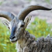 STATUTÁRNÍ MĚSTO LIBEREC: Zoologická zahrada