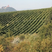 STATUTÁRNÍ MĚSTO MOST: Vinice, autor: S. Štýs