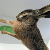 MUZEUM VYŠKOVSKA, p.o.: Expozice Příroda Vyškovska