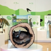 MUZEUM VYŠKOVSKA, p.o.: Expozice Příroda Vyškovska