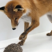 MUZEUM VYŠKOVSKA, p.o.: Expozice Příroda Vyškovska