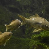 Písecko - Blatensko, TURISTICKÁ OBLAST: zážitky pro rodinu s dětmi