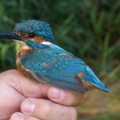 PRÁCHEŇSKÉ MUZEUM V PÍSKU: Na Řežabinci bývá k vidění i tento klenot