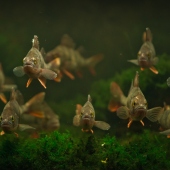 PRÁCHEŇSKÉ MUZEUM V PÍSKU: Expozice živých ryb jihočeských řek a rybníků