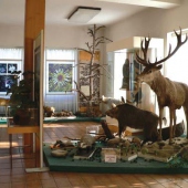 MUZEUM ŠUMAVY KAŠPERSKÉ HORY: Přírodovědná expozice