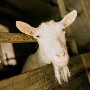 VODNÍ MLÝN HOSLOVICE: Domácí zvířata