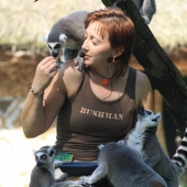 ZOO Jihlava: KOMENTOVANÉ KRMENI -LEMUR KATA