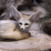 ZOO Jihlava: FENEK