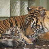 ZOO Jihlava: TYGR SUMATERSKY