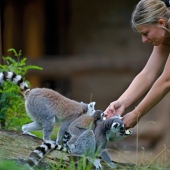 ZOO Jihlava: KOMENTOVANÉ KRMENI