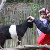 ZOO Jihlava: KONTAKTNÍ ZOO