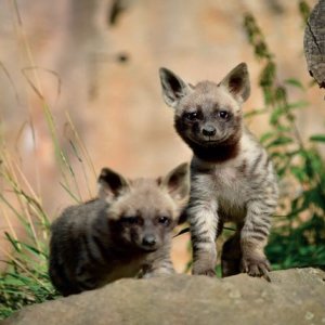 Vysočina: ZOO Jihlava