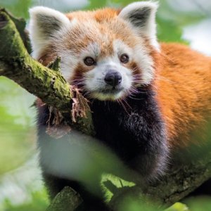 Olomoucký kraj: ZOO Olomouc